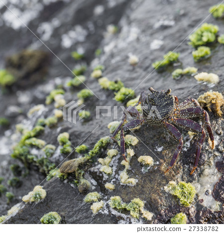 Detail of rocks on a coast. 27338782