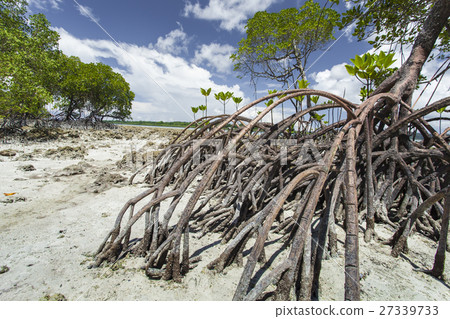 Mangroves in Andaman beach, India 27339733