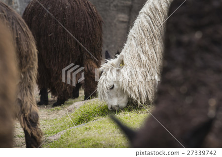 Alpacas at Sacsayhuaman, Incas ruins 27339742