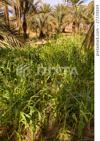 Maize grown in the oasis Maize grown in the oasis 27339884