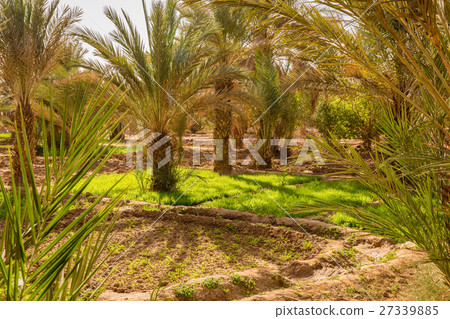 Maize grown in the oasis 27339885