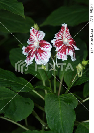 急躁格蘭迪斯 急躁格蘭迪斯 27339936