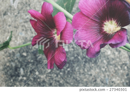 Pink hollyhock flower Pink hollyhock flower 27340301
