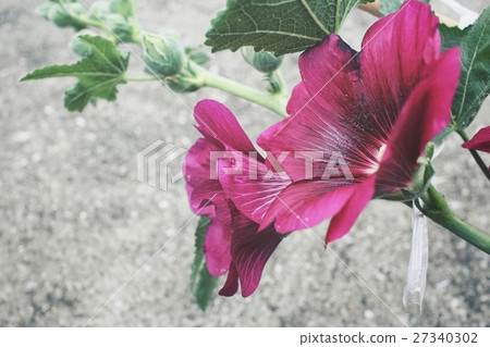 Pink hollyhock flower Pink hollyhock flower 27340302