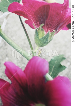 Pink hollyhock flower Pink hollyhock flower 27340303