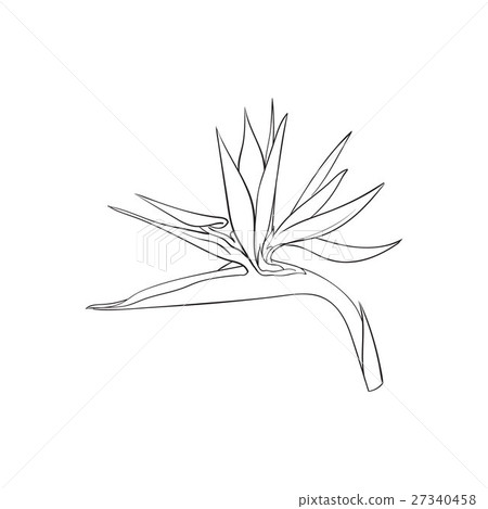Single bird of paradise, strelizia tropical flower 27340458