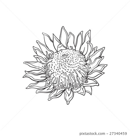 Single purple colored king protea, sketch vector 27340459