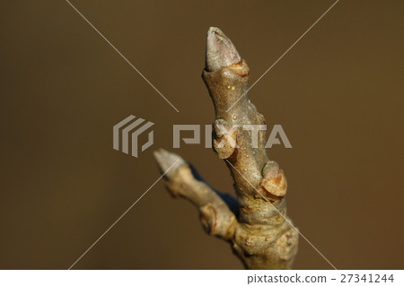 Natural plants Tonerico, winter buds and leaf scars. The bark seems to be a herbal medicine called "Hinaki" 27341244