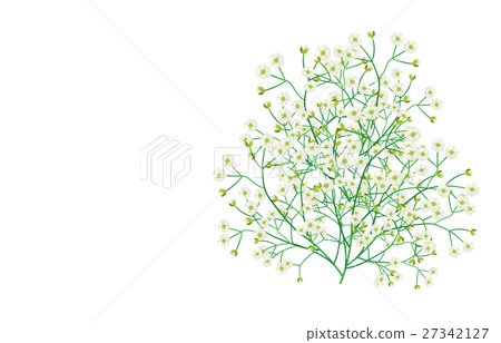 滿天星 滿天星 27342127