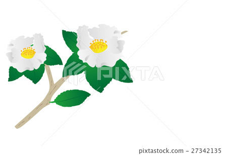 茶花 茶花 27342135