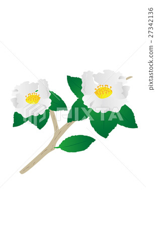 茶花 茶花 27342136