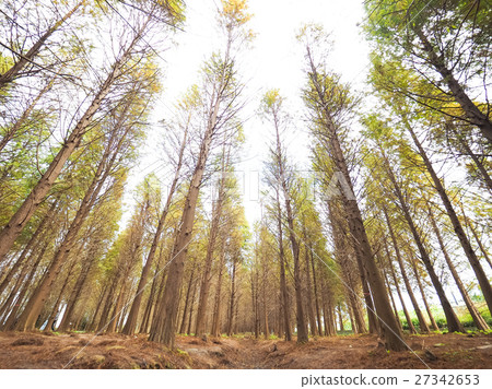 Luoyu Pine Forest 27342653