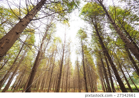 Luoyu Pine Forest 27342661