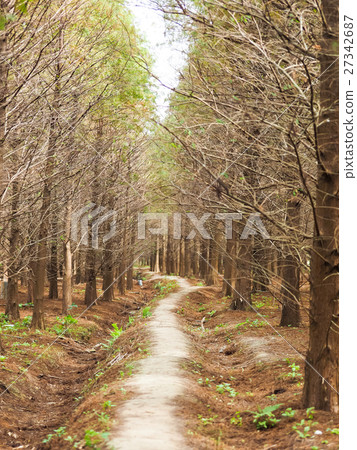 Luoyu Pine Forest Luoyu Pine Forest 27342687