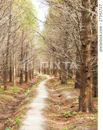 Luoyu Pine Forest Luoyu Pine Forest 27342727