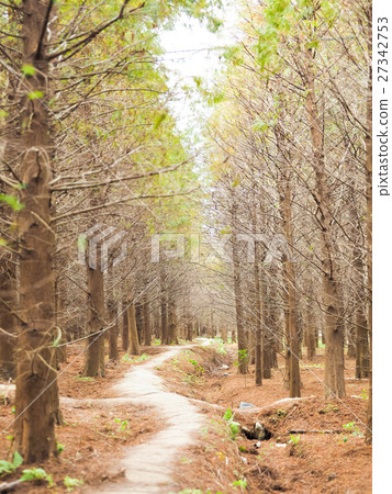 Luoyu Pine Forest 27342753