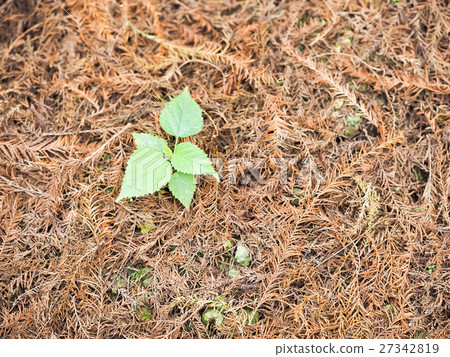 Small tree Small tree 27342819