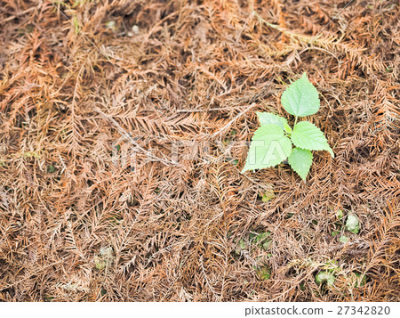 Small tree Small tree 27342820