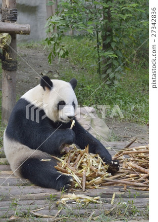 Panda in the meal Panda in the meal 27342836