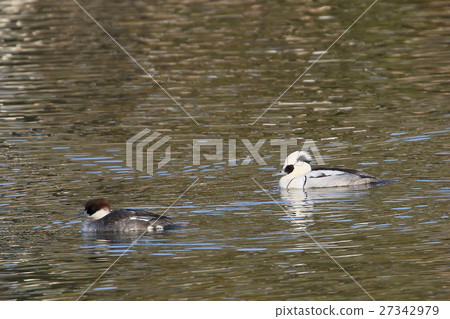 Miko Aisa Miko Aisa 27342979