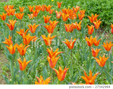 Tulip ballerina Tulip ballerina 27342994
