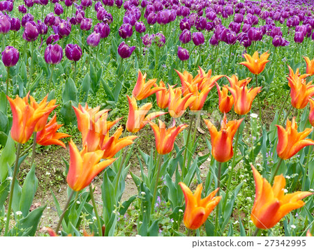 Tulip Tulip 27342995
