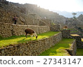 Sunset of Machu Picchu and Llama 27343147