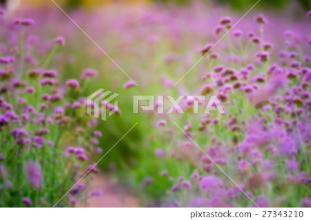 blurred flowers background with vintage filter blurred flowers background with vintage filter 27343210