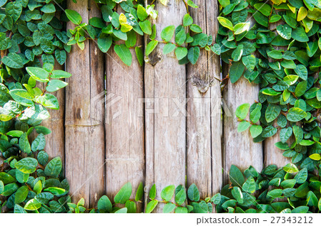 Bamboo panels with ivy growing frame Bamboo panels with ivy growing frame 27343212