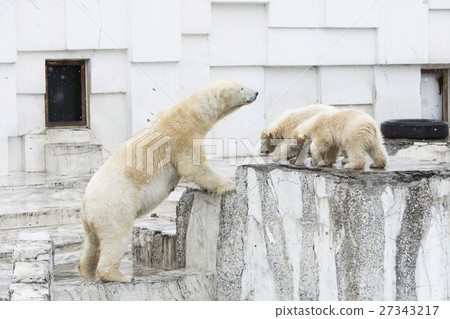 Shirokuma Shirokuma 27343217