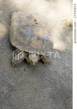 Image of a turtle on the ground. 27343615