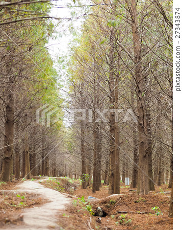 Luoyu Pine Forest Luoyu Pine Forest 27343874