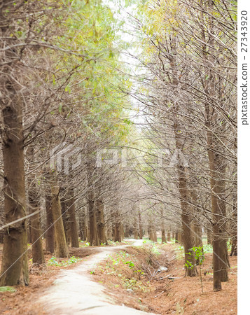 Luoyu Pine Forest 27343920