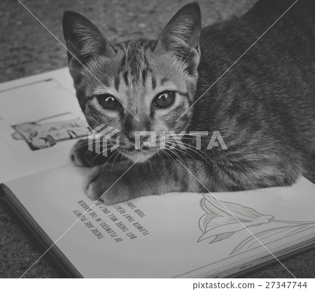 Homeless Cat Playing Book Concept Homeless Cat Playing Book Concept 27347744