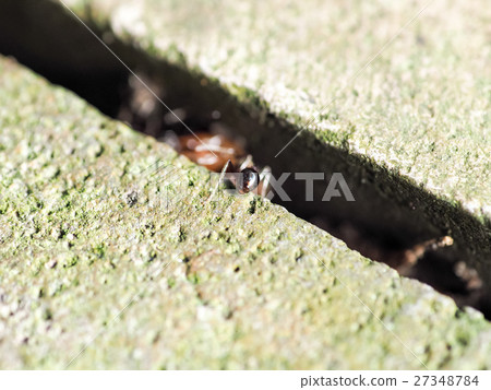 Insect under the macro Insect under the macro 27348784