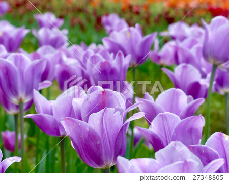 Tulip violet beauty Tulip violet beauty 27348805