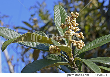 Loqui (loquat) Loqui (loquat) 27350621