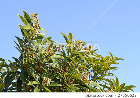 Loqui (loquat) Loqui (loquat) 27350622