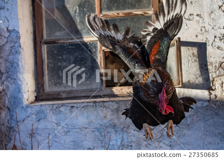 cock flying from a window 27350685