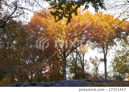Central park Central park 27351457