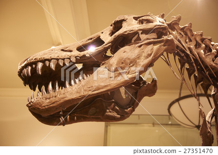 natural history museum natural history museum 27351470