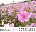 Cosmos of Shirakine Plateau 27351831
