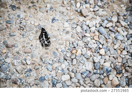 butterfly on ground butterfly on ground 27351985