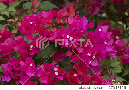 Bougainvillea 27352126