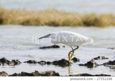 Shirasabe on the shore 27352286