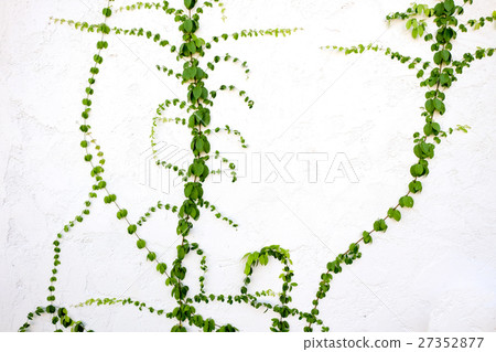 Tree green ivy on a wall of white cement. 27352877