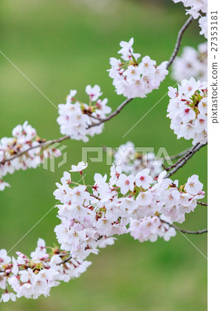 Cherry blossoms blooming in green area Yoshino cherry tree 27353181