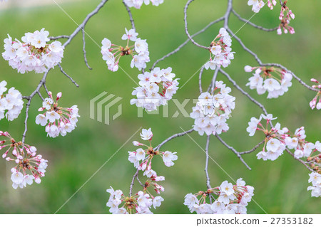Cherry blossoms blooming in green area Yoshino cherry tree 27353182