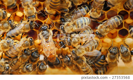 The queen bee surrounded by bees: that support and The queen bee surrounded by bees: that support and 27353568