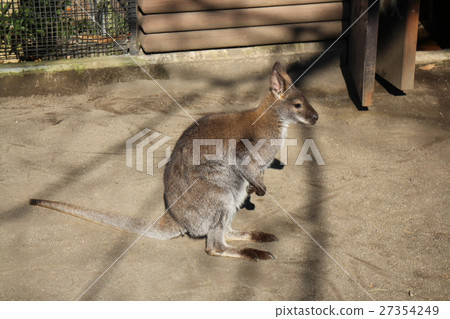 Wallaby 27354249